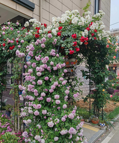 家庭养花用生根粉