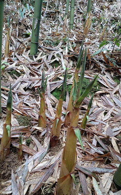 苦笋壳可以养花