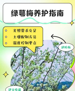 绿萼梅怎么养