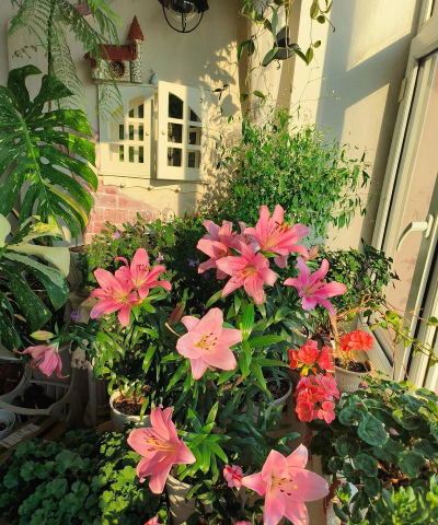 家庭养花用生根粉