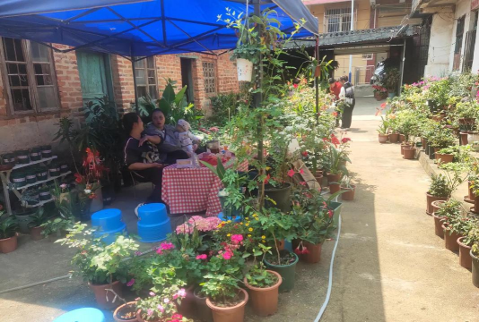 家庭养花用生根粉