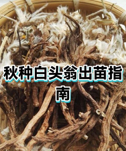 白头翁怎么种植