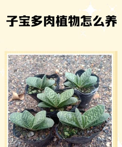 子宝花怎么养