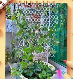 家庭养花用生根粉