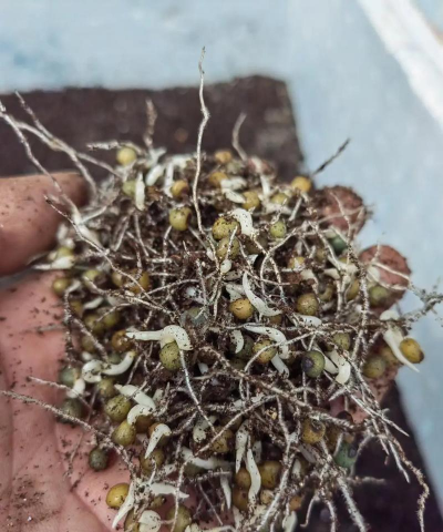 黄精种子怎么催芽最快