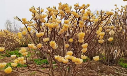 结香花冬季怎么过冬