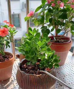 家庭养花用生根粉