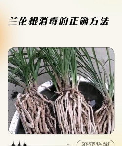 吊兰花根怎么消毒