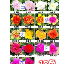 太阳花重楼怎么养