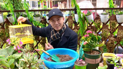 家庭养花用生根粉