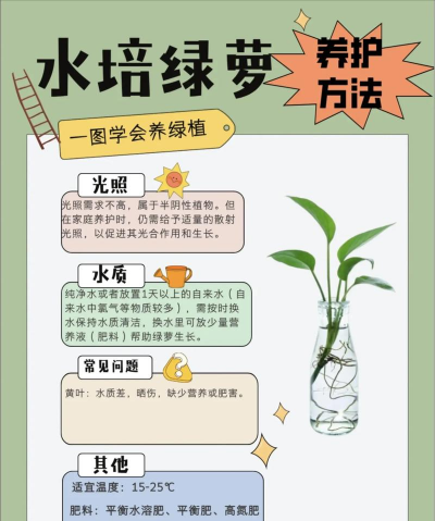 水培绿萝怎么补救