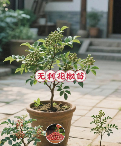 花盆养花椒苗