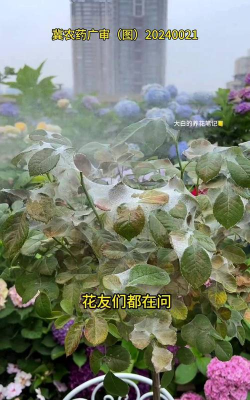 家庭养花用生根粉