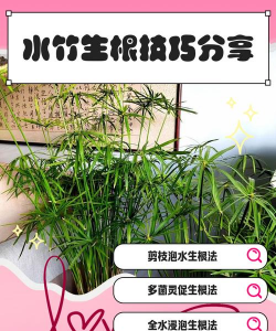 台湾水竹怎么水培生根
