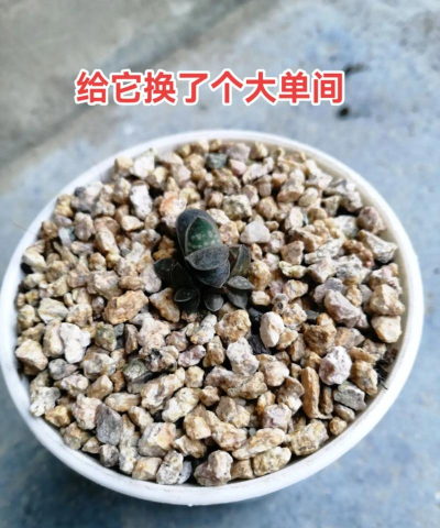 爱人如养花元宝