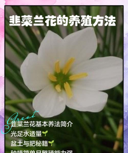 韭菜花怎么养