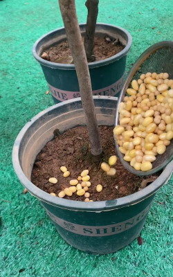 埋熟豆子养花