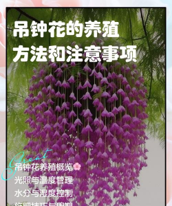 吊钟怎么样种植