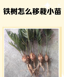 小铁树苗怎么移植