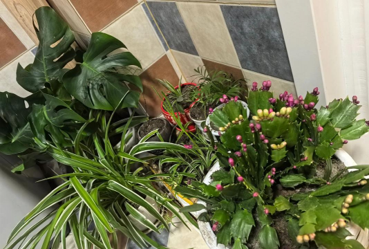 家庭养花用生根粉