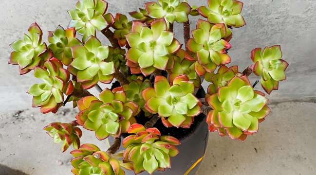 家庭养花用生根粉