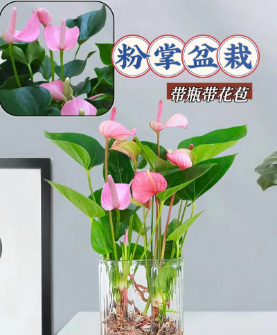 家庭养花用生根粉