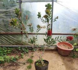 红千层怎么播种