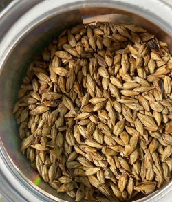 炒熟的大麦养花