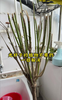 家庭养花用生根粉