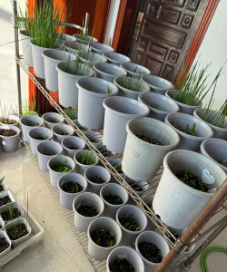 家庭养花用生根粉