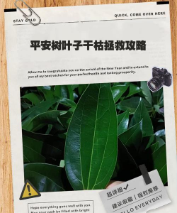 平安树干枯怎么救 平安树干枯怎么救