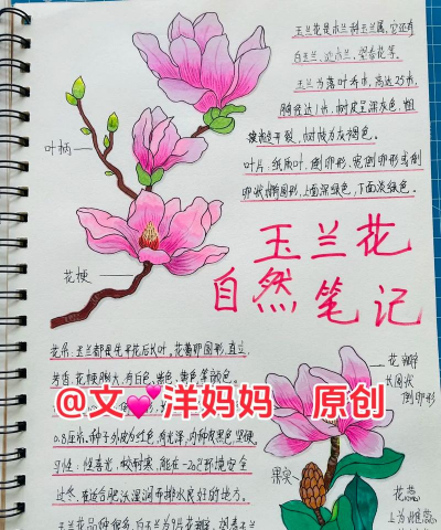 怎么种木兰花