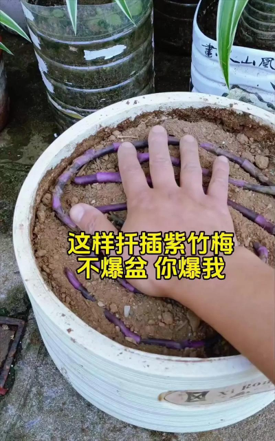 家庭养花用生根粉