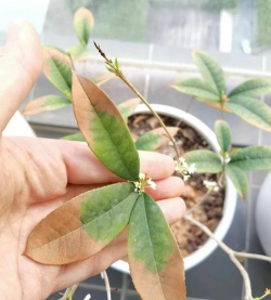 家庭养花用生根粉