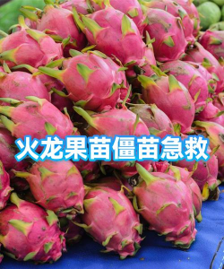 火龙果苗怎么死了