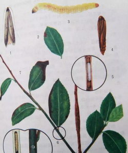 油茶常见害虫茶梢蛾，钻蛀油茶枝梢，高产种植要注意防治