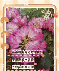 高山杜鹃夏季如何养殖