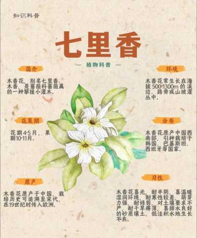 芳香植物怎么分类