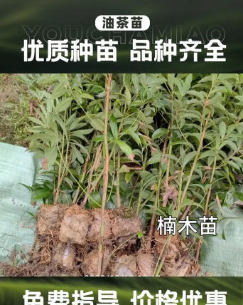 木荷苗怎么种