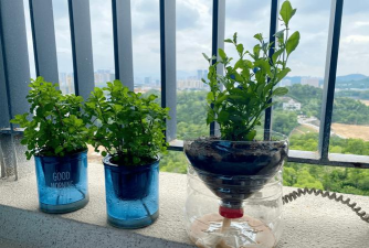 家庭养花用生根粉