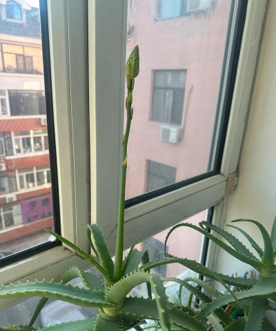 龙爪花怎么养殖