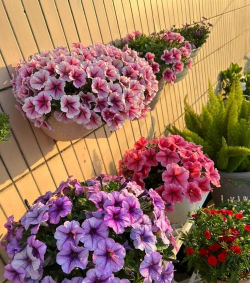 矮牵牛冬天怎么养