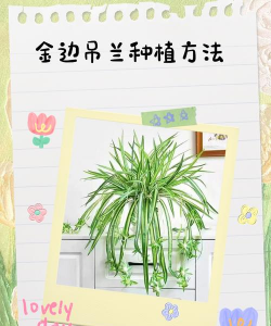 黄金串吊兰怎么养