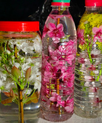 家庭养花用生根粉