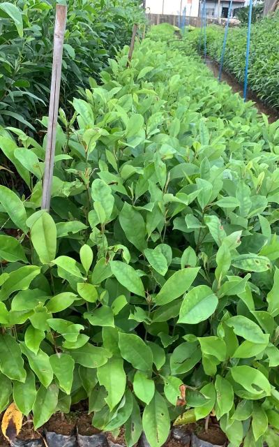 醉香含笑怎么种