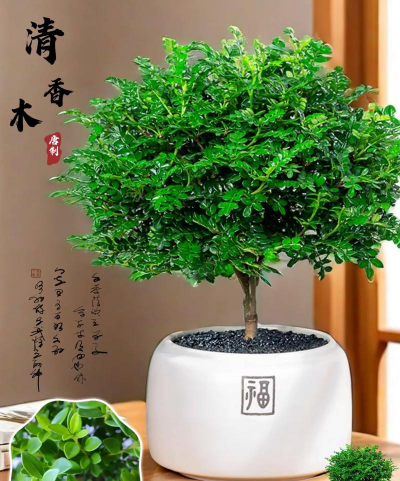 清香木怎么没味道