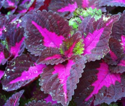 彩叶红心怎么养