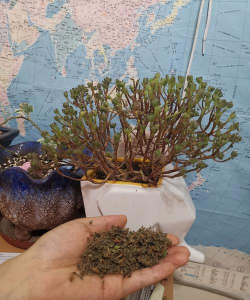 家庭养花用生根粉