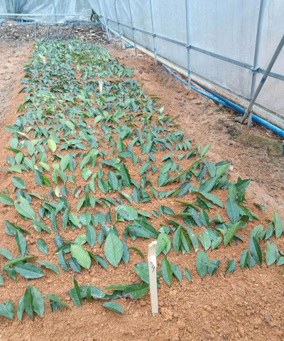 大青叶怎么扦插