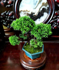 龙柏盆景怎么栽培